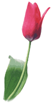 rote Tulpe